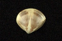 藏品(普通文蛤)的圖片